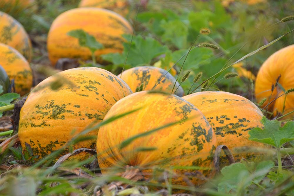 squash on the ground