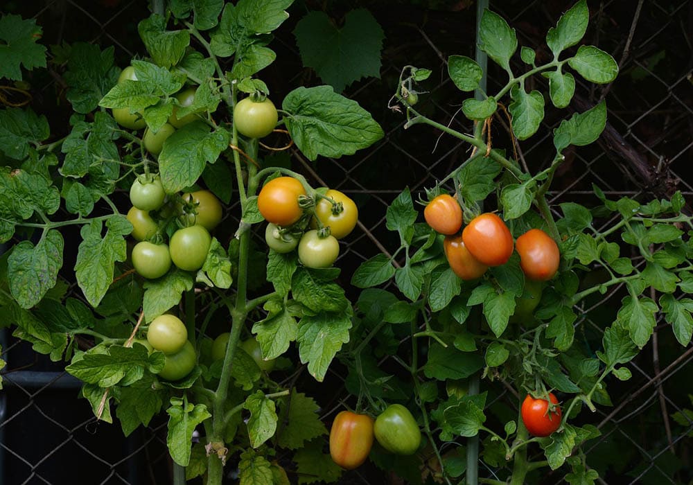 tomato plant growing on a fence