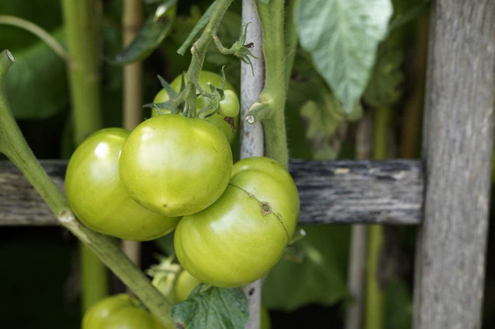 tomato plant growing on the fence
