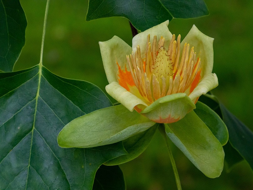 arbol de tulipanes