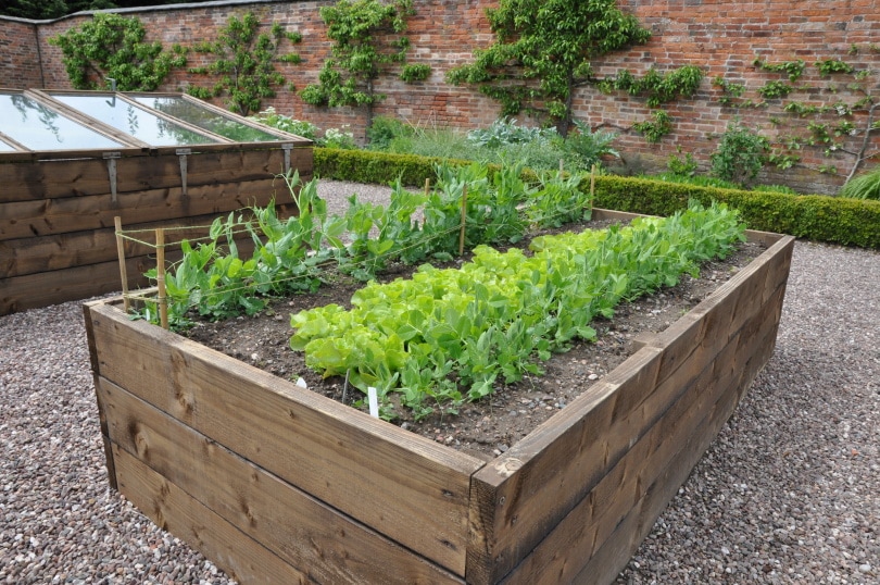 pressure treated for garden beds