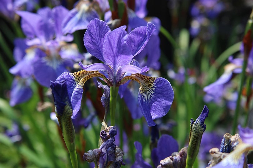 Blue Flag Iris