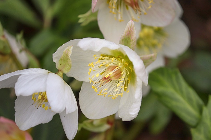 Christmas Rose