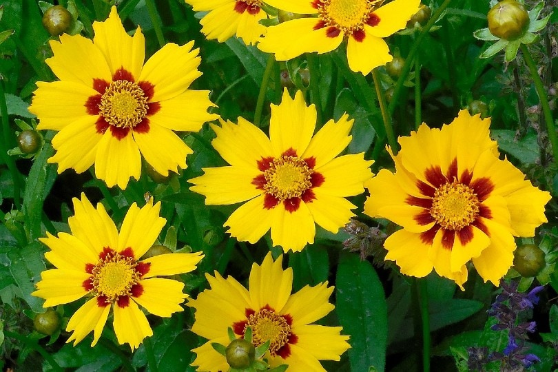 Coreopsis