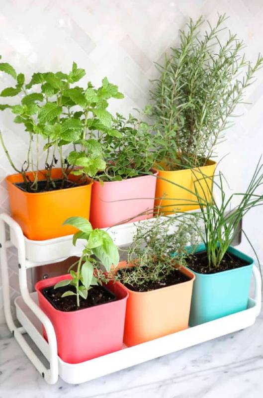 DIY colorful indoor herb garden
