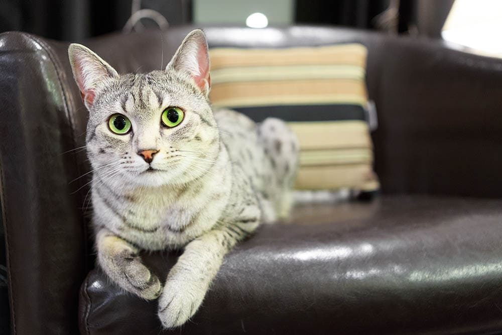 Cat pee out of leather clearance couch