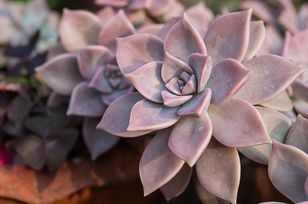 How to Grow Succulents Indoors: 7 Tips & Tricks | House Grail