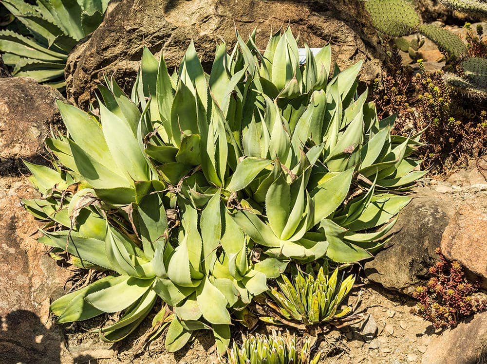 Shaw's Agave in the garden