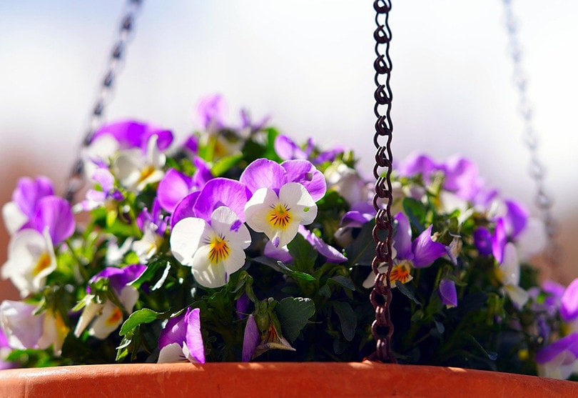 Violas
