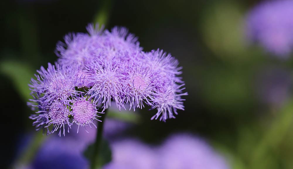 ageratum purple flower