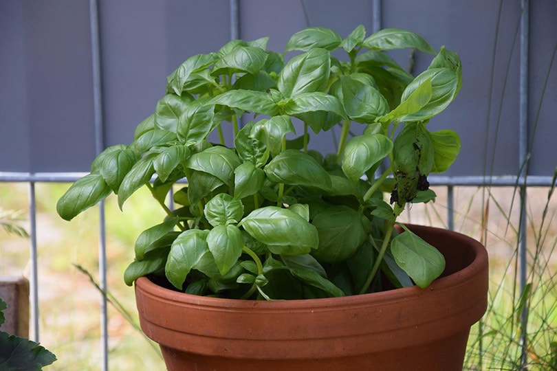 Can Basil Grow Indoors? Tips, Tricks, and How-To Guide For Growing ...