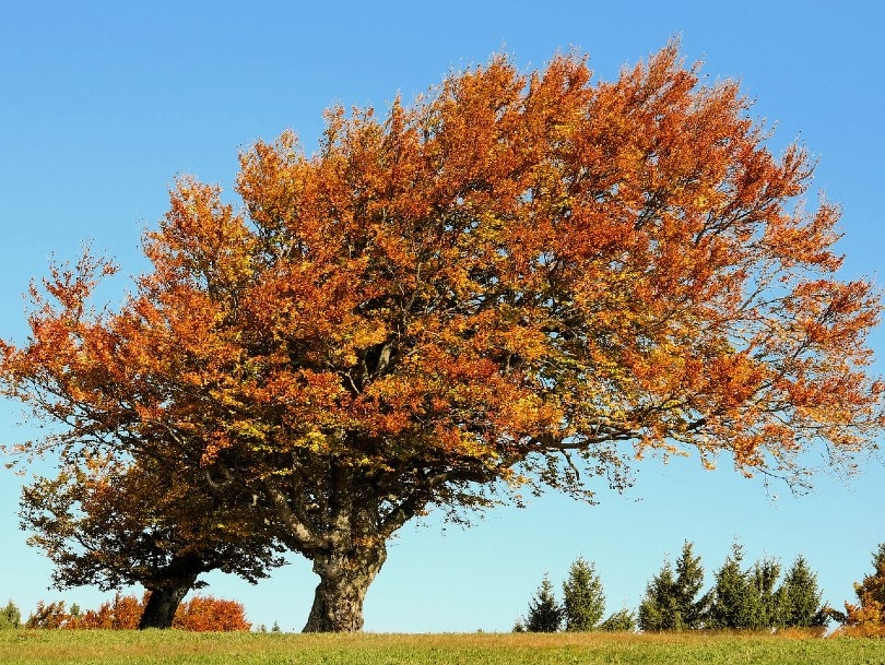 hermoso árbol de haya