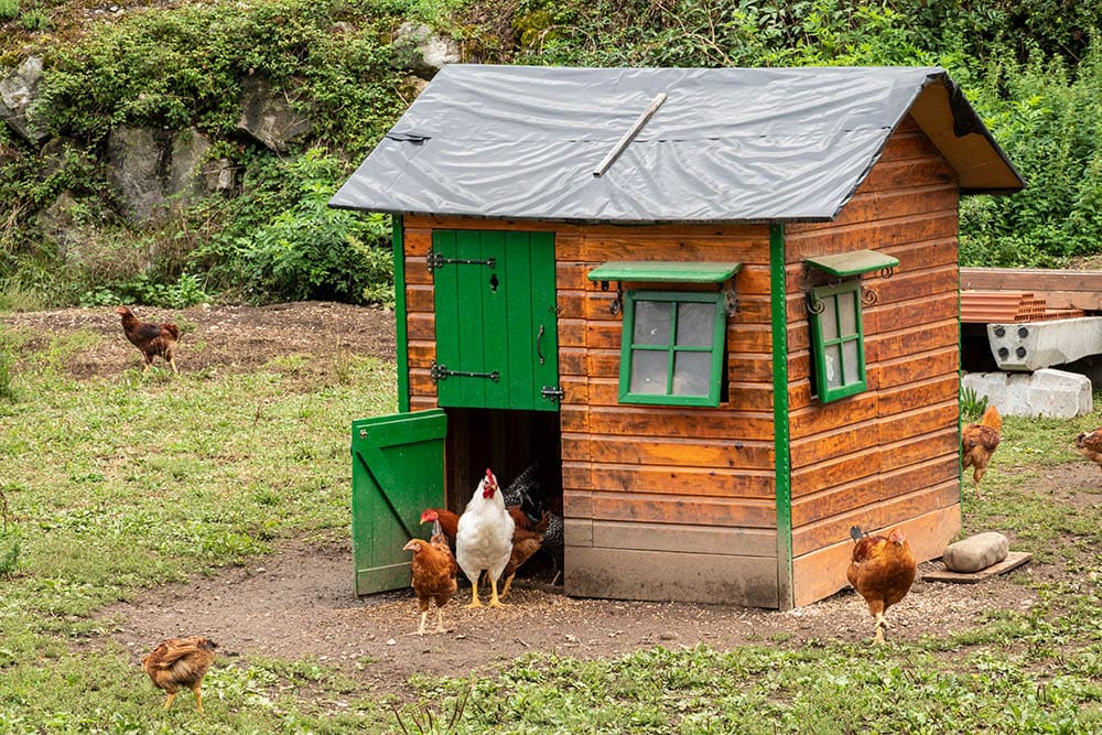 chickens on a small coop