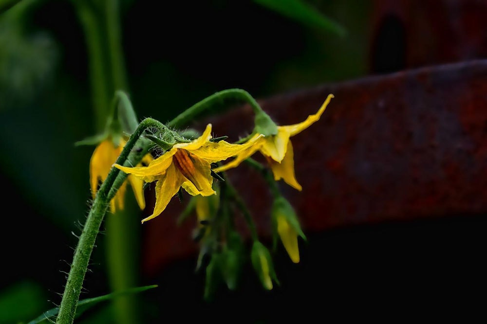 close up blossoming tomato plant