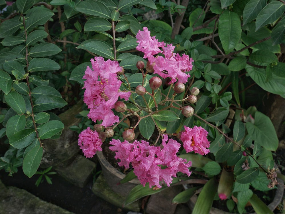 crape myrtle flower on a pot