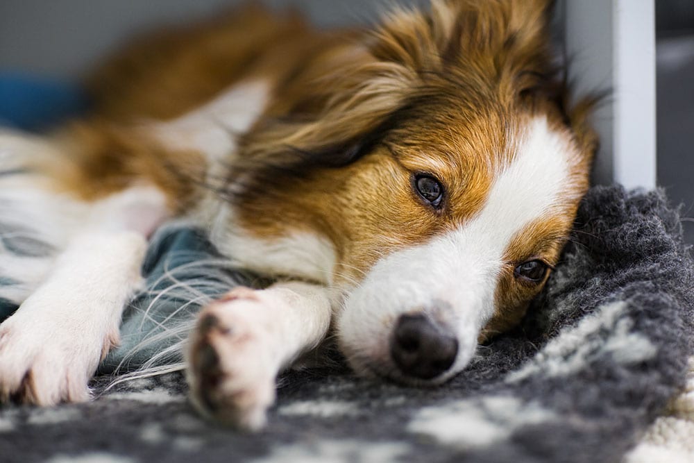 How To Clean A Wool Rug With Dog Pee