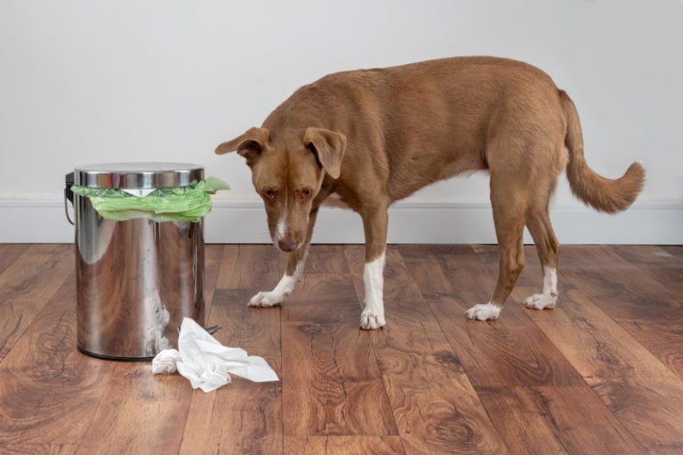 10 Best Dog Proof Trash Cans In 2024 Reviews Top Picks House Grail   Dog Standing Near Trash Can Elayne Massaini Shutterstock 768x512 