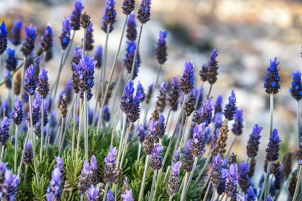 Shade-Tolerant Varieties of Lavender