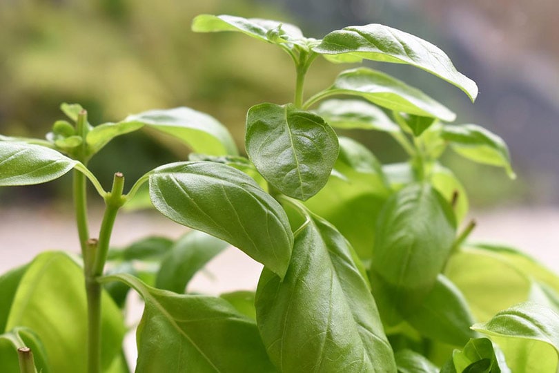 How Much & How Often to Water Basil: Factors & Maintenance | House Grail