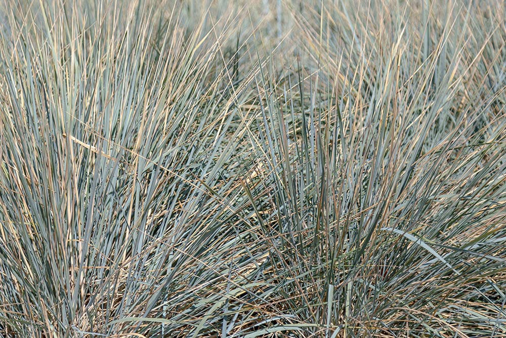 giant wild rye