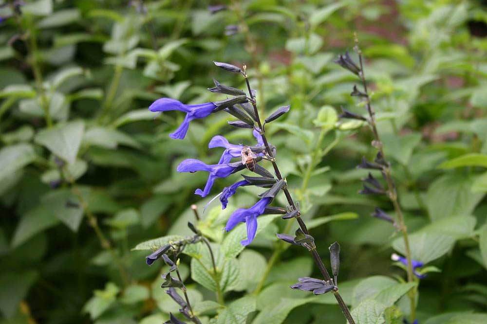hummingbird sage