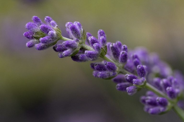 Can Lavender Grow in Shade? Facts, Types & Alternatives House Grail