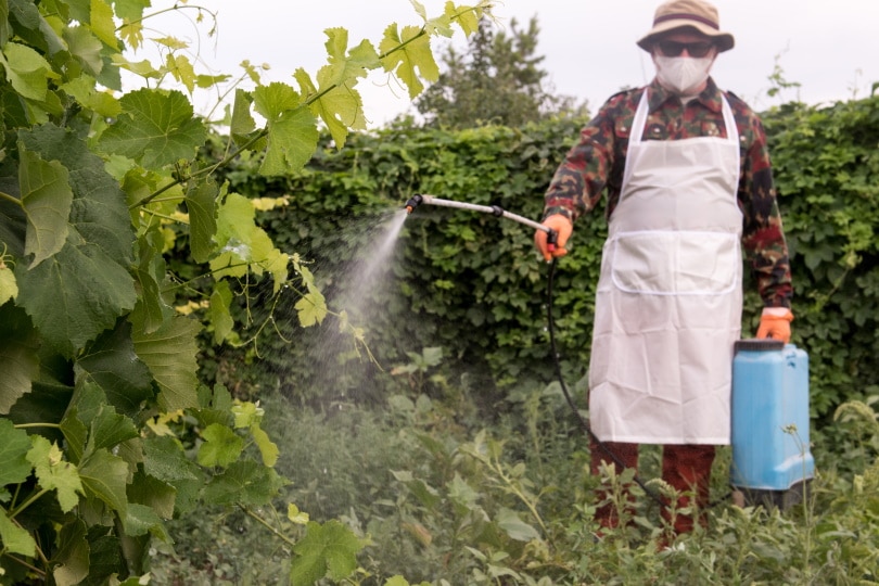 man spraying pesticides in vegetable garden