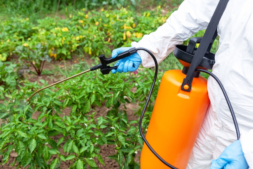 man spraying wed killer
