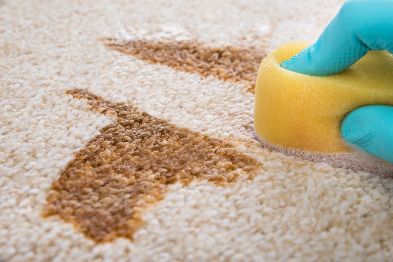 How To Get Dog Vomit Out Of Carpet