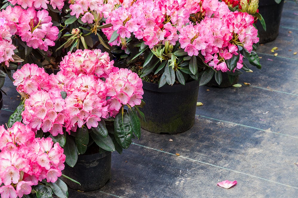 potted Rhododendron flowers