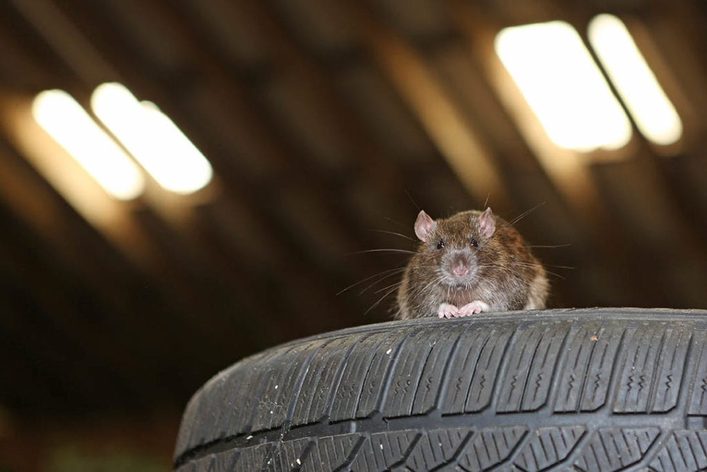 rat sitting on car tire