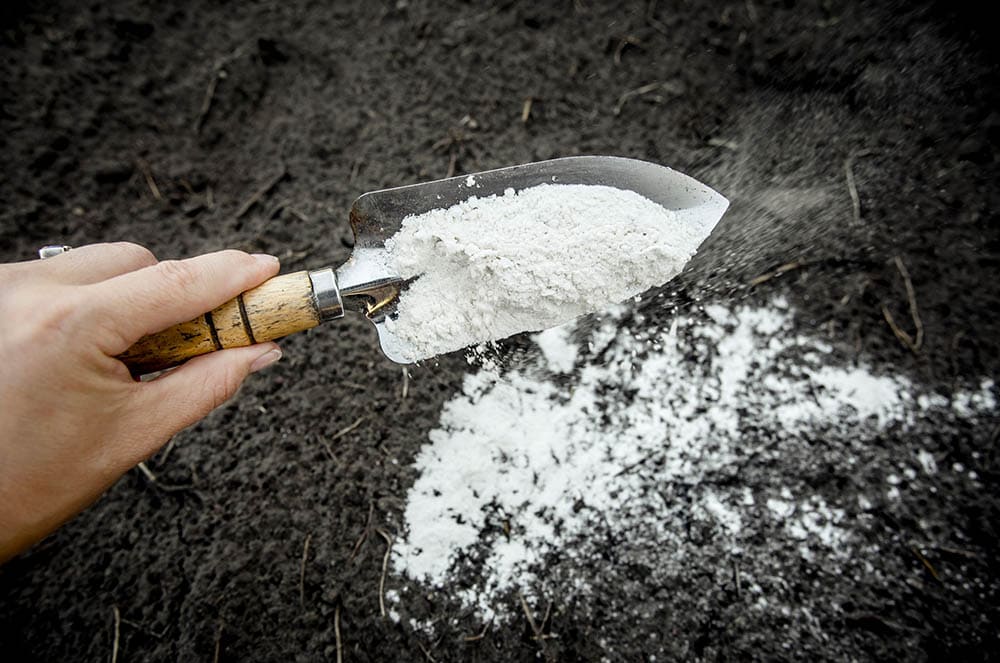 sprinkling limestone powder on the soil