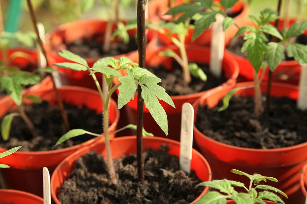 tomato plants on pots