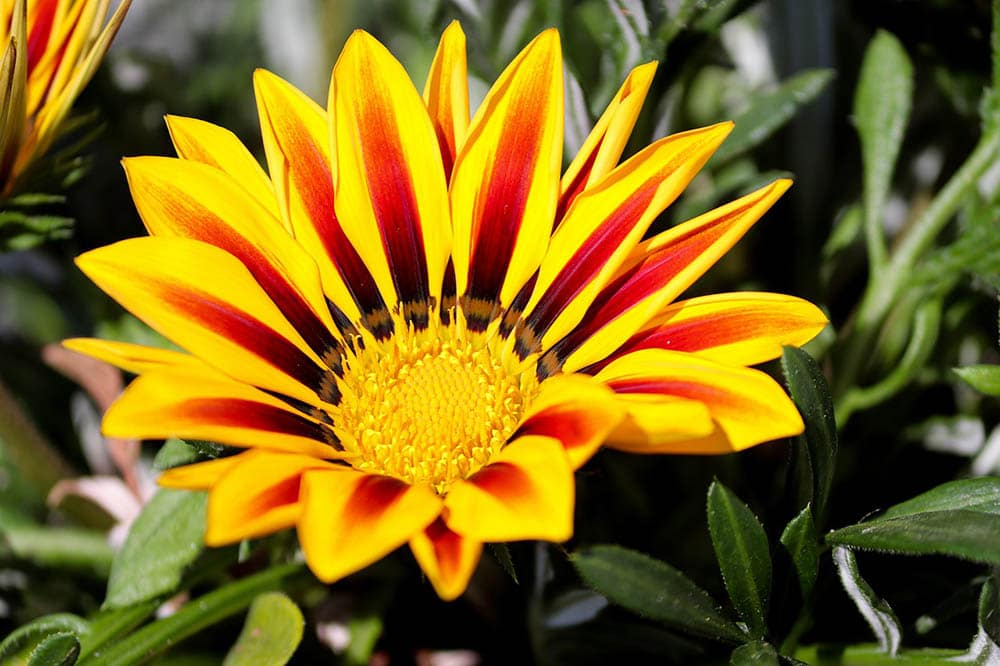 treasure flower close up