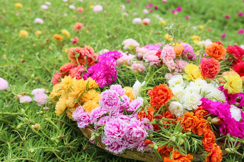 variety of rose moss