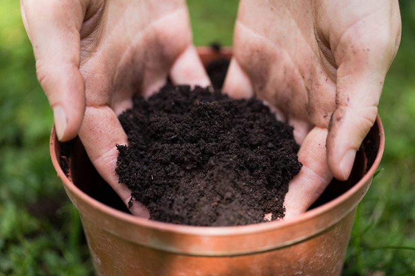 8 Best Potting Soils for Outdoor Plants in 2024 Reviews and Top Picks