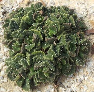 Aloinopsis Setifera