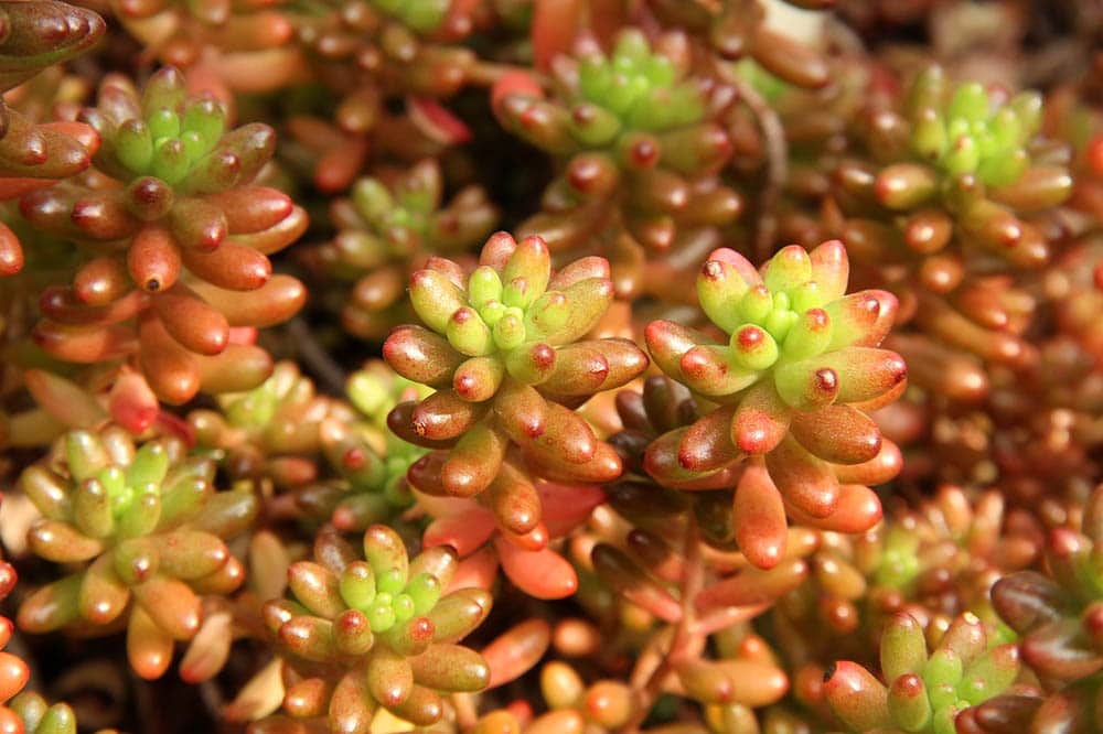 Aurora sedum rubrotinctum