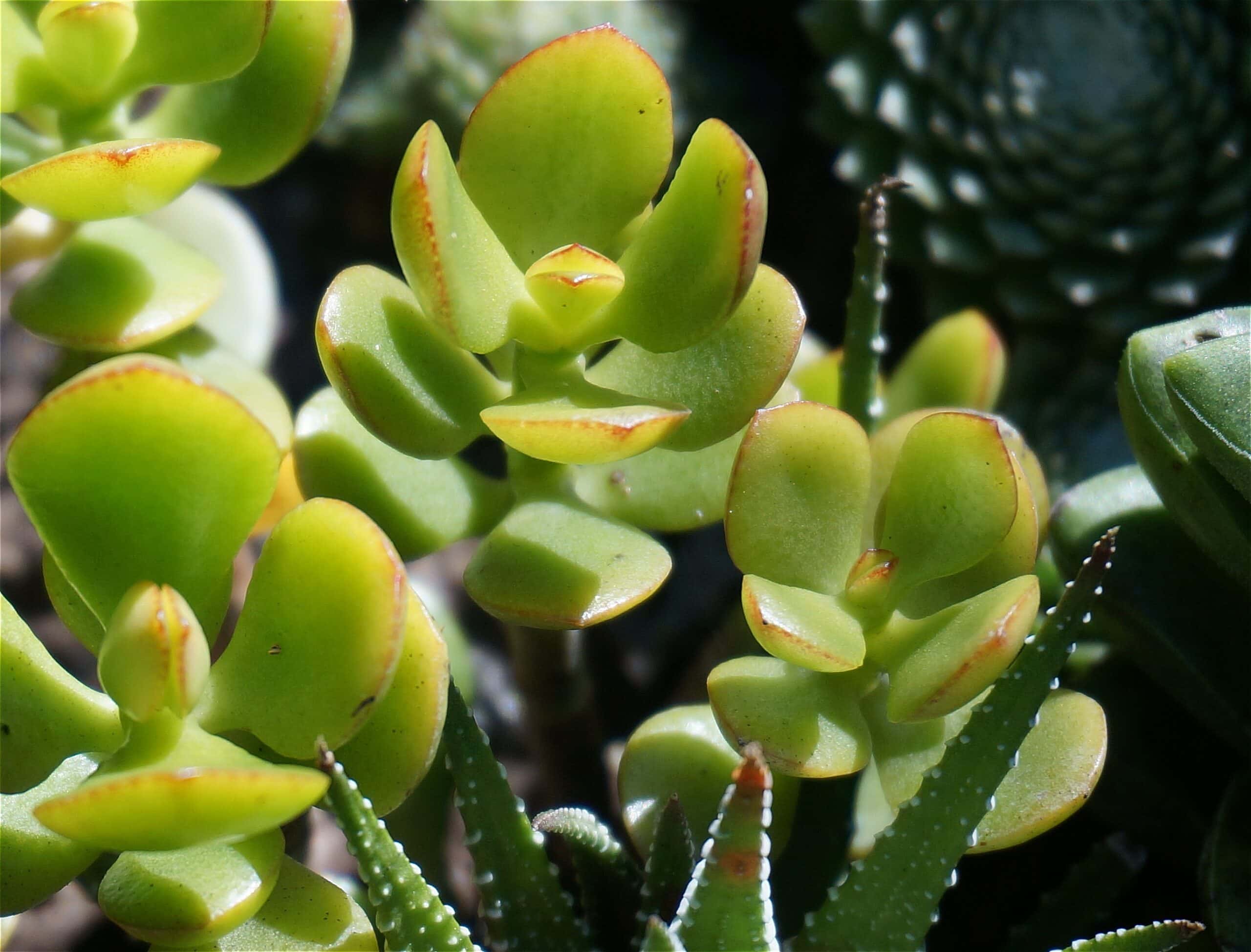 Baby Jade