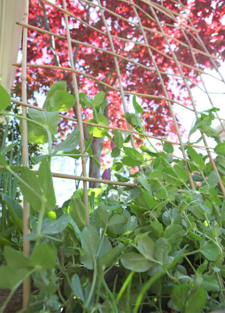 Bamboo Trellis
