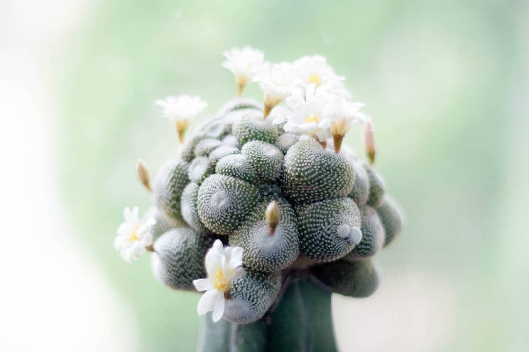 Blossfeldia liliputana