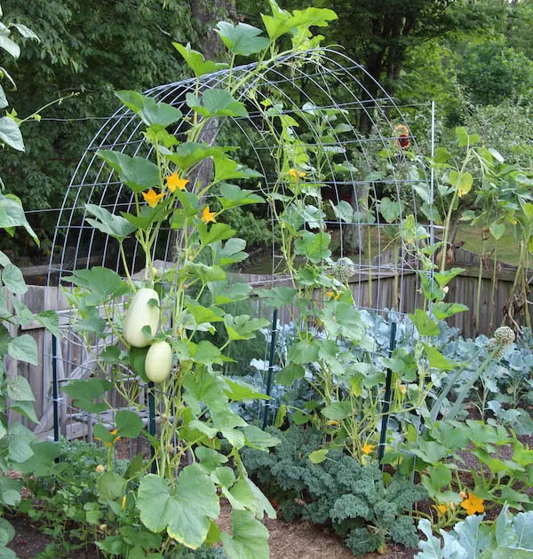 Cattle Panel Trellis