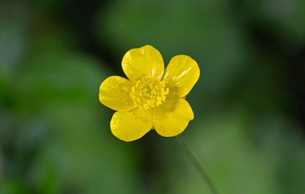 Creeping buttercup during the Spring