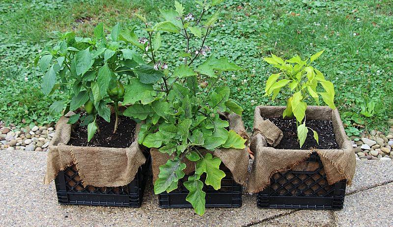DIY gardening & better living