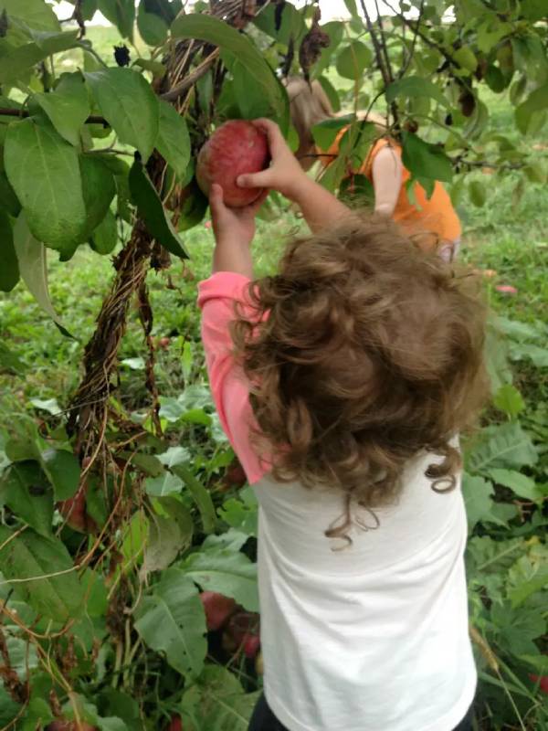 DIY snacking garden