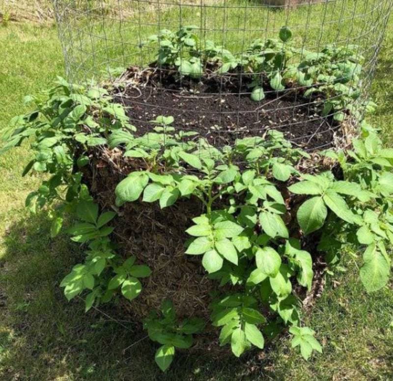 DIY ultimate guide to potato towers