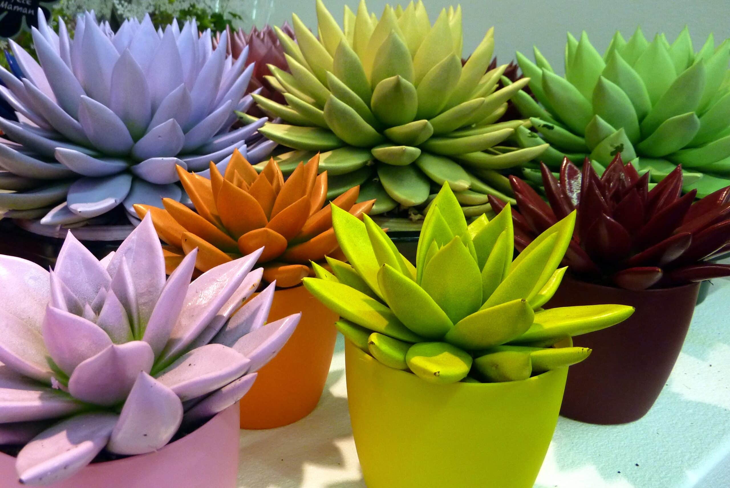 Echeveria Amoena