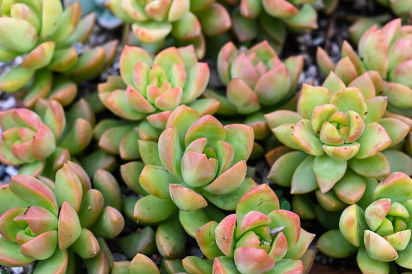 20 Types Of Sedum Succulents With Pictures House Grail