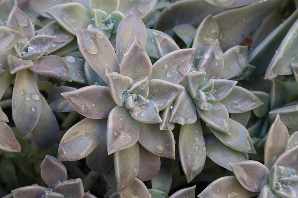 Graptopetalum “Ghost Plant”