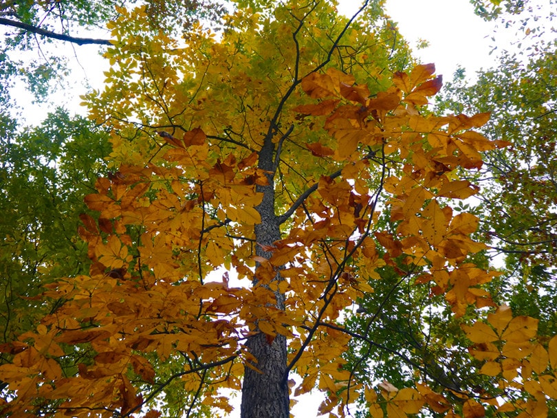 árbol de nogal